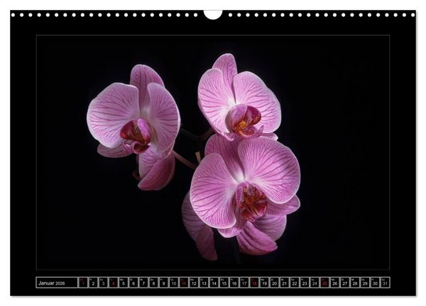 Produktbild: Orchideen 2026 (Wandkalender 2026 DIN A3 quer), CALVENDO Monatskalender