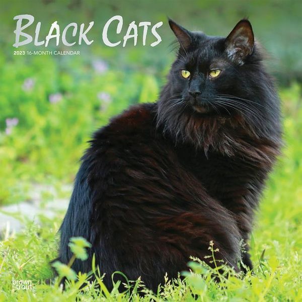 Produktbild: Black Cats 2023 Square Foil