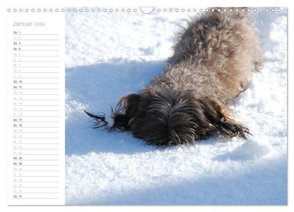 Produktbild: Rauhaardackel Motte & Friends (Wandkalender 2026 DIN A3 quer), CALVENDO Monatskalender