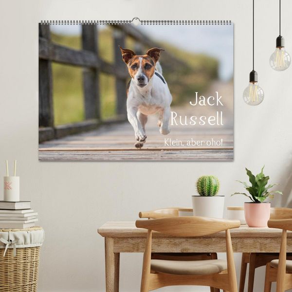 Produktbild: Jack Russell - Klein, aber oho! (Wandkalender 2026 DIN A2 quer), CALVENDO Monatskalender