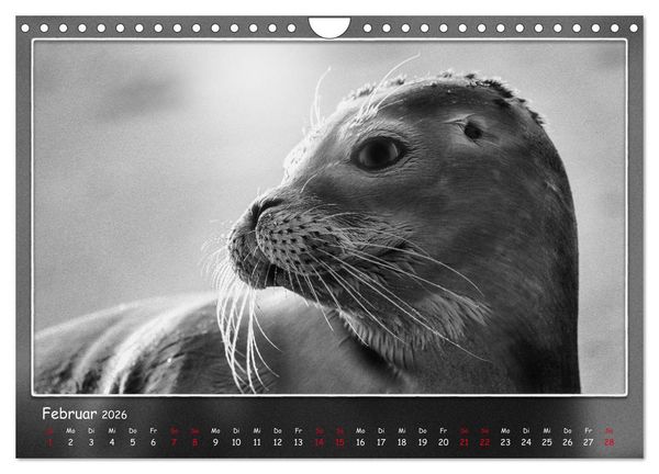 Produktbild: Tieren ins Gesicht geschaut (Wandkalender 2026 DIN A4 quer), CALVENDO Monatskalender