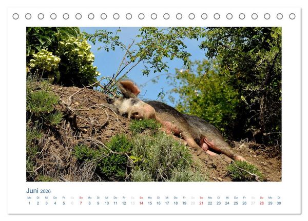Produktbild: Korsika 2026 (Tischkalender 2026 DIN A5 quer), CALVENDO Monatskalender