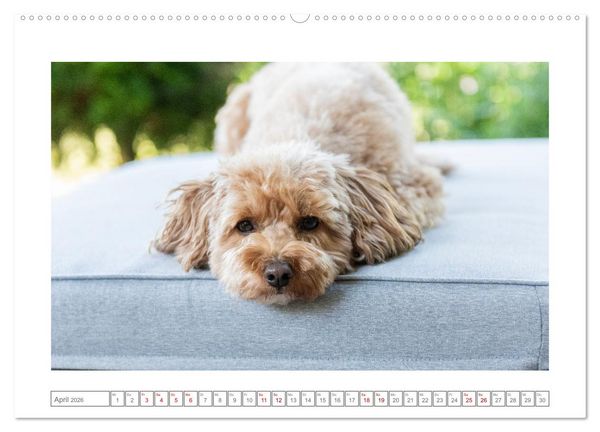 Produktbild: Maltipoo - Malteser -Pudel (Wandkalender 2026 DIN A2 quer), CALVENDO Monatskalender