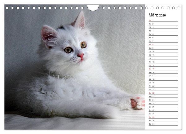 Produktbild: Aus der Kinderstube der Perserkatze (Wandkalender 2026 DIN A4 quer), CALVENDO Monatskalender