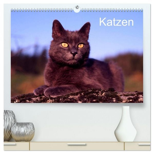 Katzen (hochwertiger Premium Wandkalender 2026 DIN A2 quer), Kunstdruck in Hochglanz