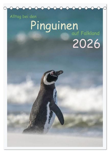 Produktbild: Alltag bei den Pinguinen auf Falkland (Tischkalender 2026 DIN A5 hoch), CALVENDO Monatskalender