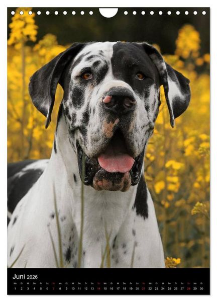 Produktbild: Faszination Deutsche Dogge (Wandkalender 2026 DIN A4 hoch), CALVENDO Monatskalender