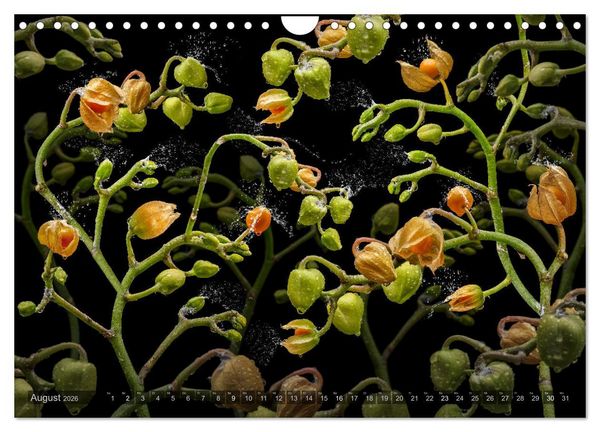 Produktbild: Orchidea (Wandkalender 2026 DIN A4 quer), CALVENDO Monatskalender