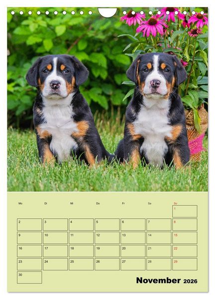 Produktbild: Familienplaner Gro&szlig;er Schweizer Sennenhund (Wandkalender 2026 DIN A4 hoch), CALVENDO Monatskalender