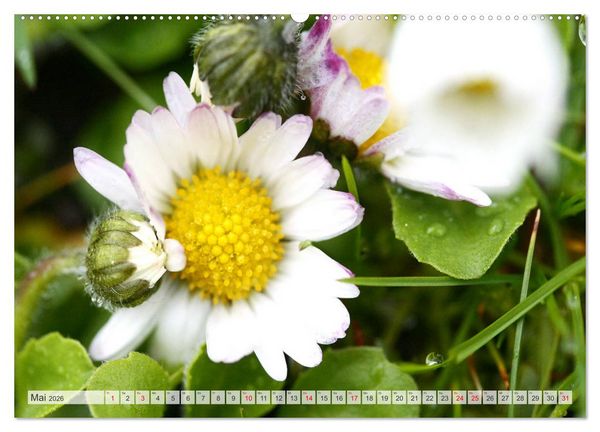 Produktbild: Auf Augenh&ouml;he mit G&auml;nsebl&uuml;mchen (hochwertiger Premium Wandkalender 2026 DIN A2 quer), Kunstdruck in Hochglanz
