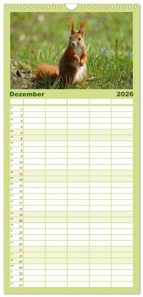 Produktbild: Familienplaner 2026 - Das heimliche Leben der Eichh&ouml;rnchen mit 5 Spalten (Wandkalender, 21 x 45 cm) CALVENDO