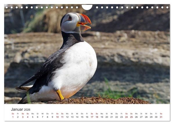 Produktbild: Papageitaucher - Clowns der nordischen Vogelwelt (Wandkalender 2026 DIN A4 quer), CALVENDO Monatskalender
