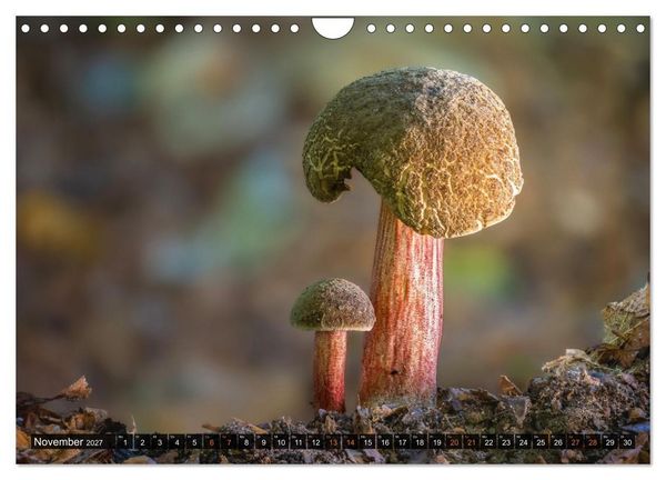 Produktbild: Kunstgalerie Wald - die verborgene Welt der Pilze (Wandkalender 2027 DIN A4 quer), CALVENDO Monatskalender