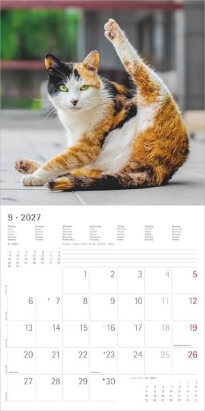 Produktbild: Funny Cats 2027