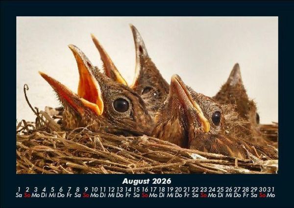 Produktbild: Vogelparadies 2026 Fotokalender DIN A5