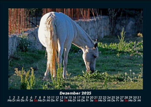 Produktbild: Pferde Kalender 2025 Fotokalender DIN A5