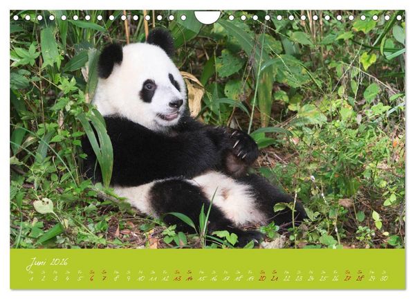 Produktbild: Der Gro&szlig;e Panda Ein kuscheliger Geselle (Wandkalender 2026 DIN A4 quer), CALVENDO Monatskalender