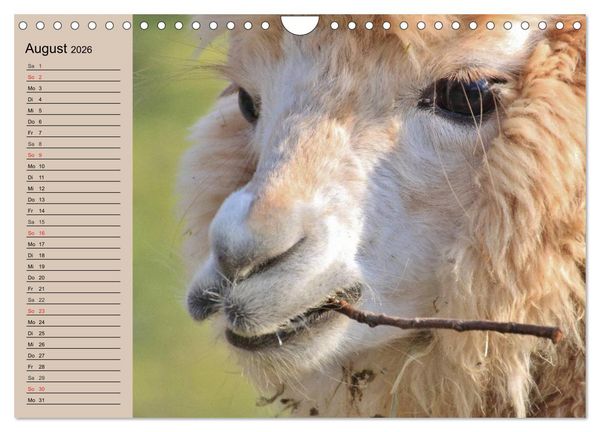 Produktbild: Alpakas und Lamas (Wandkalender 2026 DIN A4 quer), CALVENDO Monatskalender