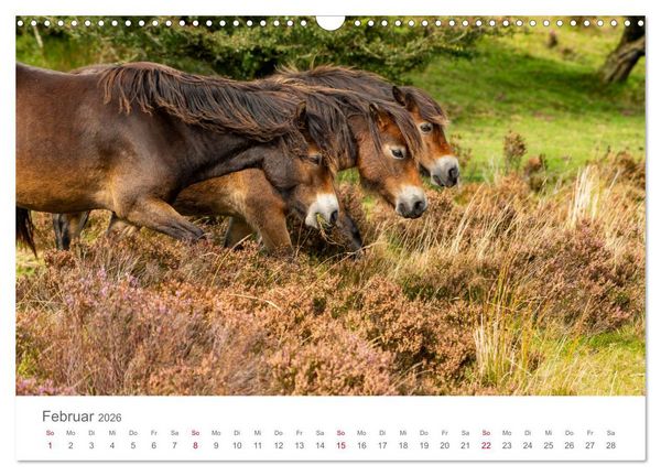 Produktbild: Exmoor Ponnys - Die letzten Ihrer Art (Wandkalender 2026 DIN A3 quer), CALVENDO Monatskalender