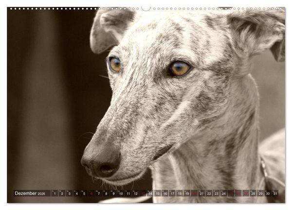 Produktbild: Windhunde eye-catcher (hochwertiger Premium Wandkalender 2026 DIN A2 quer), Kunstdruck in Hochglanz