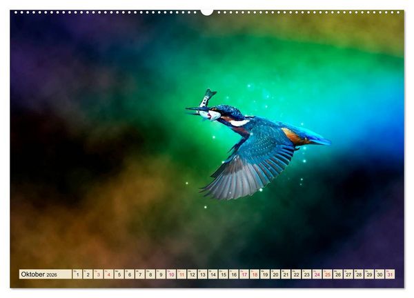 Produktbild: Wundersch&ouml;ner Eisvogel (hochwertiger Premium Wandkalender 2026 DIN A2 quer), Kunstdruck in Hochglanz