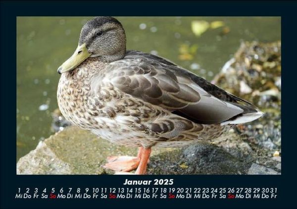 Produktbild: V&ouml;gel 2025 Fotokalender DIN A5
