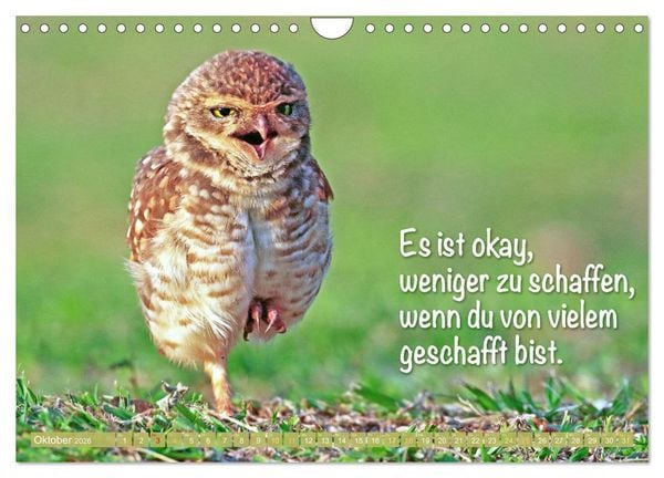 Produktbild: Die Eulen sind los: Edition lustige Tiere (Wandkalender 2026 DIN A4 quer), CALVENDO Monatskalender