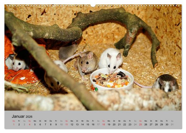 Produktbild: Mausebande (Wandkalender 2026 DIN A2 quer), CALVENDO Monatskalender