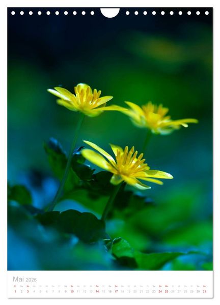 Produktbild: Wiesenblumen (Wandkalender 2026 DIN A4 hoch), CALVENDO Monatskalender