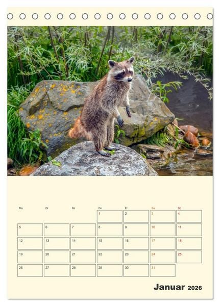 Produktbild: Drolliger Waschb&auml;r (Tischkalender 2026 DIN A5 hoch), CALVENDO Monatskalender