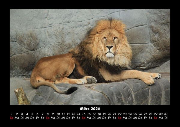 Produktbild: L&ouml;wen in der Wildnis 2026 Fotokalender DIN A3