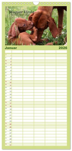 Produktbild: Familienplaner 2026 - Magyar Vizsla - Zauberhafte Kobolde mit 5 Spalten (Wandkalender, 21 x 45 cm) CALVENDO