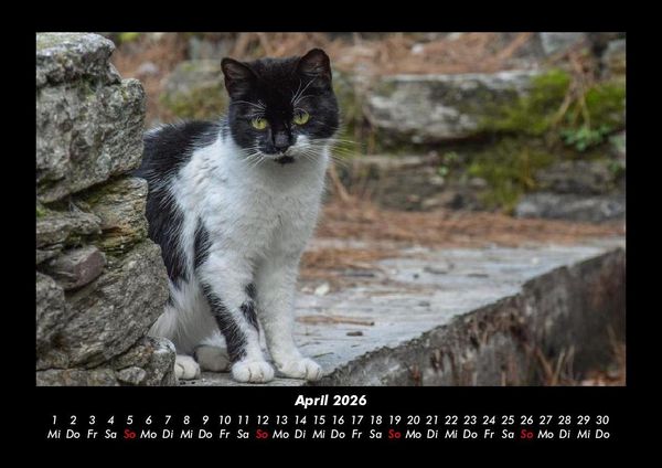 Produktbild: F&uuml;r Katzenfreunde 2026 Fotokalender DIN A3