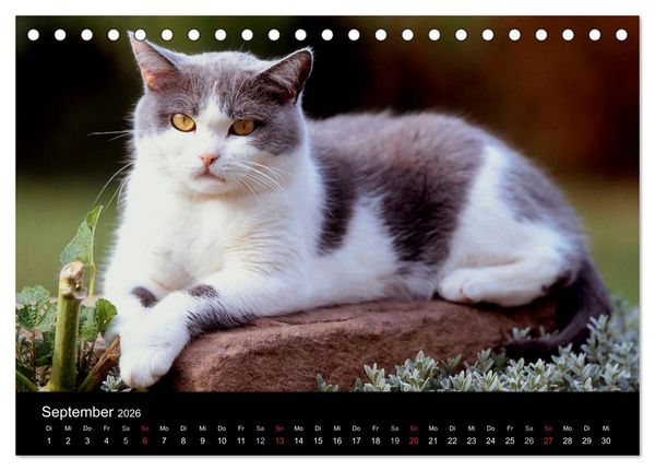 Produktbild: Katzen (Tischkalender 2026 DIN A5 quer), CALVENDO Monatskalender