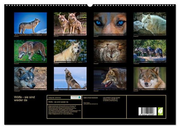 Produktbild: W&ouml;lfe - sie sind wieder da (hochwertiger Premium Wandkalender 2026 DIN A2 quer), Kunstdruck in Hochglanz