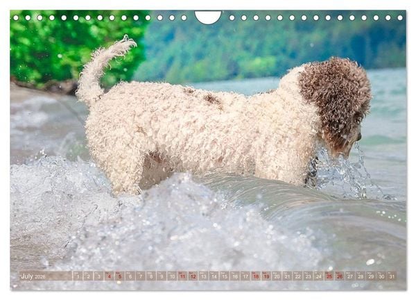 Produktbild: Lagotto Romagnolo Splash Edition (Wall Calendar 2026 DIN A4 landscape), CALVENDO 12 Month Wall Calendar