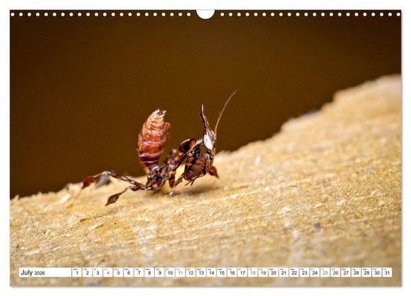 Produktbild: Queens of the Insect World (Wall Calendar 2026 DIN A3 landscape), CALVENDO 12 Month Wall Calendar