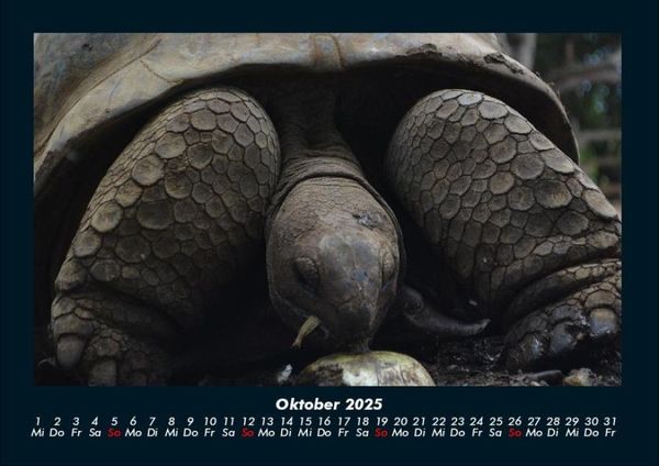 Produktbild: Schildkr&ouml;tenzauber 2025 Fotokalender DIN A4