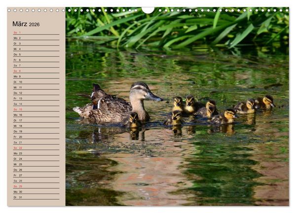Produktbild: G&auml;nse und Enten. Schnattern, watscheln, quaken! (Wandkalender 2026 DIN A3 quer), CALVENDO Monatskalender