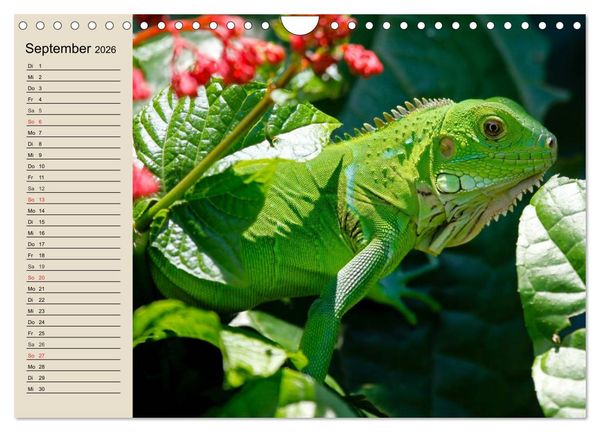 Produktbild: Regenwald. Tiere im Dschungel (Wandkalender 2026 DIN A4 quer), CALVENDO Monatskalender