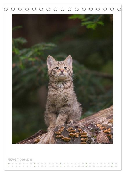 Produktbild: Wildkatzen - Kleine Samtpfoten des Waldes (Tischkalender 2026 DIN A5 hoch), CALVENDO Monatskalender