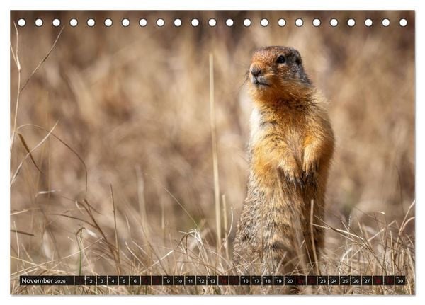 Produktbild: Wildtierkalender (Tischkalender 2026 DIN A5 quer), CALVENDO Monatskalender