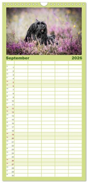 Produktbild: Familienplaner 2026 - Havaneser - Wirbelwinde aus Kuba mit 5 Spalten (Wandkalender, 21 x 45 cm) CALVENDO