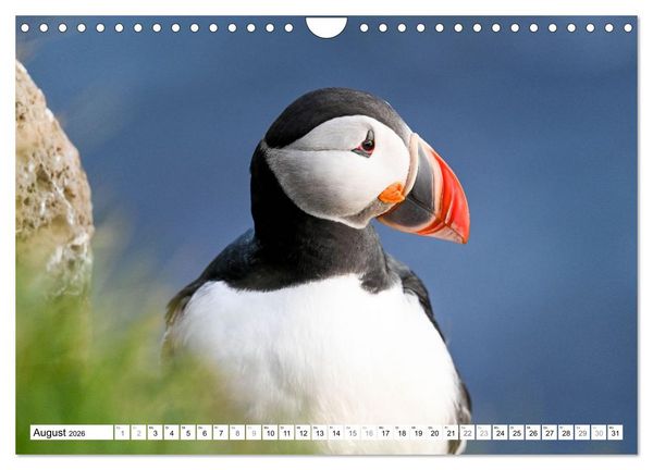 Produktbild: Islands Papageientaucher (Wandkalender 2026 DIN A4 quer), CALVENDO Monatskalender