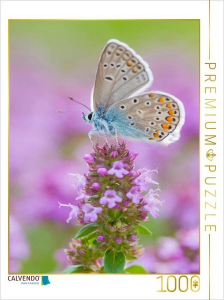 CALVENDO Puzzle Hauhechel-Bläuling | 1000 Teile Lege-Größe 64x48cm Foto-Puzzle für glückliche Stunden