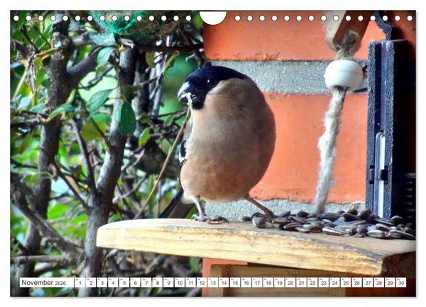 Produktbild: Herr und Frau Gimpel - Stammg&auml;ste im Garten (Wandkalender 2026 DIN A4 quer), CALVENDO Monatskalender