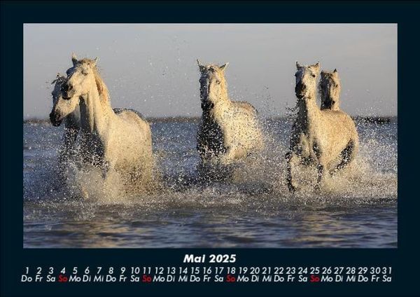 Produktbild: Die Welt der Pferde 2025 Fotokalender DIN A5