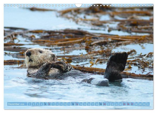 Produktbild: B&auml;r, Wolf und Co - Tiere Nordamerikas (Wandkalender 2026 DIN A3 quer), CALVENDO Monatskalender