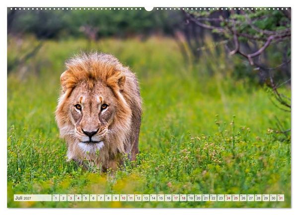 Produktbild: Afrikas Tierwelt - L&ouml;wen (Wandkalender 2027 DIN A2 quer), CALVENDO Monatskalender