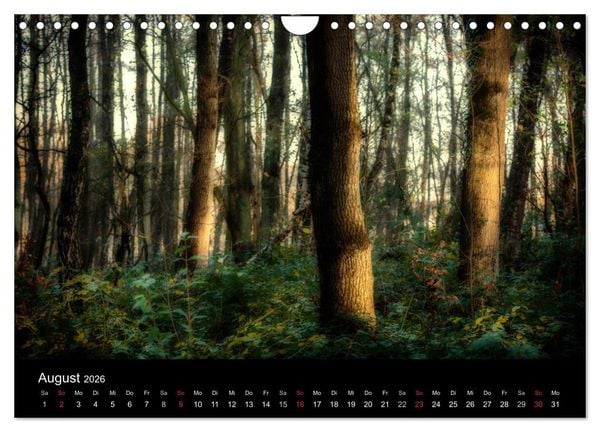 Produktbild: Mystische W&auml;lder (Wandkalender 2026 DIN A4 quer), CALVENDO Monatskalender